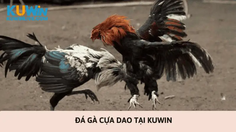 đá gà cựa dao kuwin