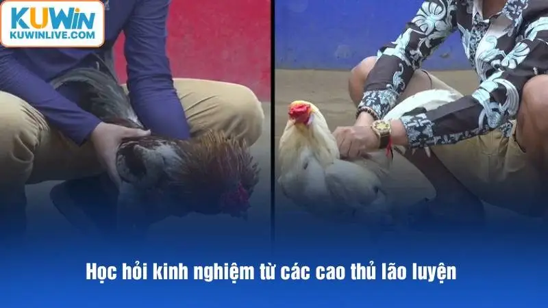 Học hỏi kinh nghiệm từ các cao thủ lão luyện