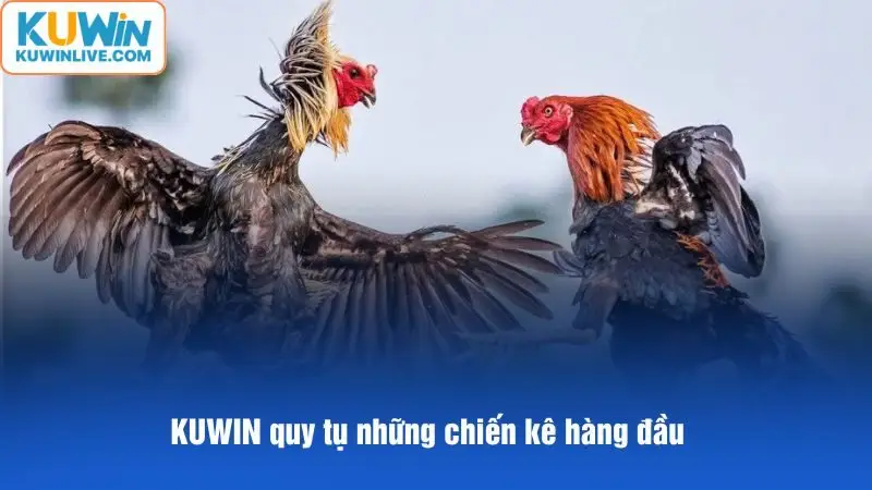 Kuwin quy tụ những chiến kê hàng đầu