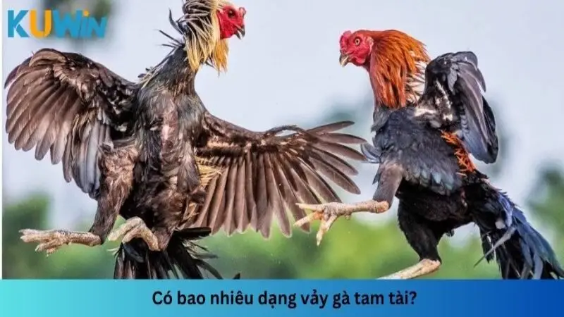 Có nhiều loại vảy gà tam tài khác nhau mà anh em nên nắm